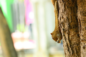 Squirrel with food on hand