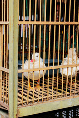 traditional bird market in Indonesia