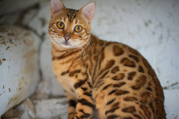 Portrait of a bengal cat looking directly at the camera, big round yellow eyes