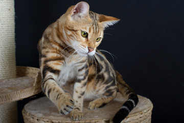 Fototapeta na wymiar Bengal cat is playing and has a lifted paw