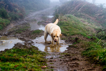 Perro jugando en un charco de barro