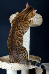 Back view of a bengal cat on a scratch post, beautiful fur with spotted pattern