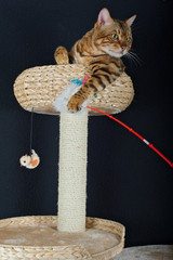 Bengal cat is resting on top of a scratch post, studio shot