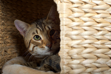 Fototapeta na wymiar Bengal cat spying from inside a cat cave, studio shot