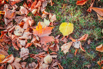 Colourful leaves in a park, background, autumn