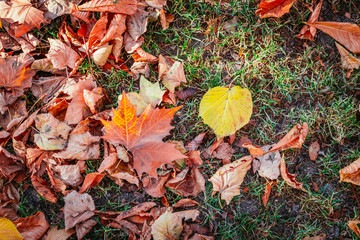 Colourful leaves in a park, background, autumn