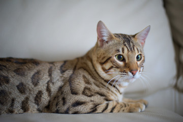 Fototapeta na wymiar Portrait of a big male adult bengal cat