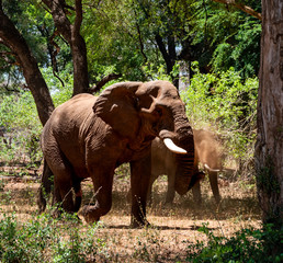 Fototapeta premium African Elephants