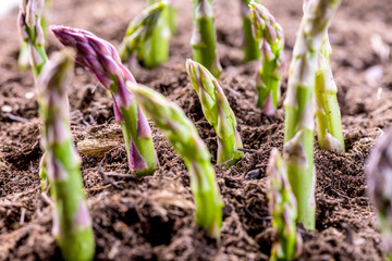 Grüner spargel wächst aus der Erde