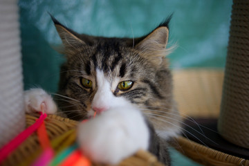 norwegian forest cat is playing with a cat toy