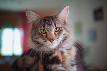 Portrait of a beautiful tabby norwegian forest cat, a long haired cat