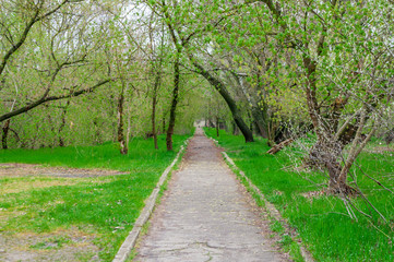 Fototapeta na wymiar Green corridor. Path among the greenery in the forest.