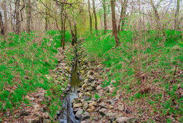 Natural stream among the grass and trees in the forest