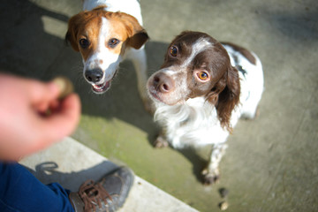 Two dogs are sitting and waiting for a treat