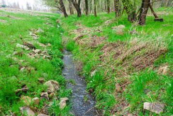 Natural stream among the grass and trees in the forest