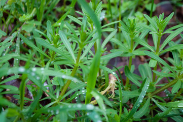 Bokeh of transparent dew on clean green grass