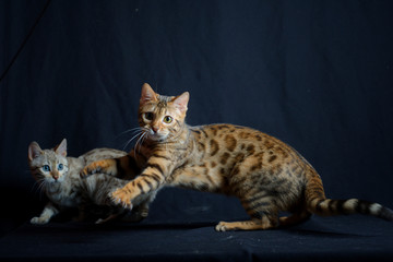 Two bengal cats, studio shot on black background