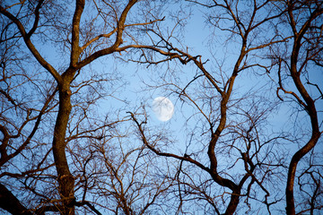 Beautiful moon back on silhouette tree in evening sky