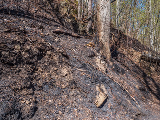 Waldbrand mit verbrannter Boden