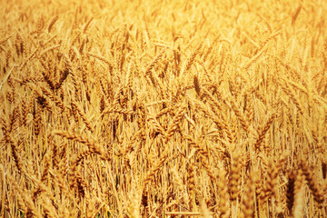 Golden ears of wheat in summer on the field backdrop