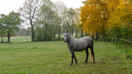 beautiful grey horse in the meadow
