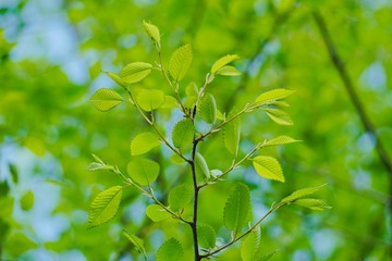 green tree leaves in the nature, branches and leaves