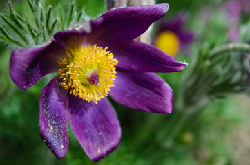 Fototapeta premium European pasqueflower, pasque flower
