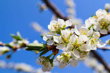Beautiful white flowers of plum in spring against blue sky