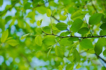 green tree leaves in the nature, branches and leaves
