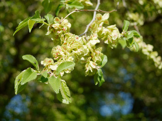 Ulmen-Blüte