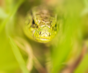 green lizard head in spring grass