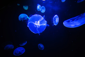 Obraz na płótnie Canvas Moon jellyfish translucent colordark background