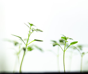 young tomato sprouts on a light background