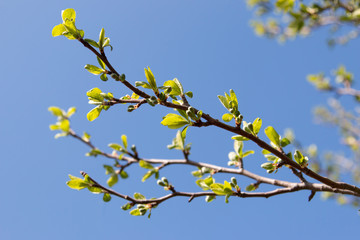 tree branch with young leaves and buds