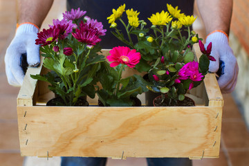 Manos de hombre sosteniendo una  caja de madera con plantas y flores. Vista de frente y de cerca