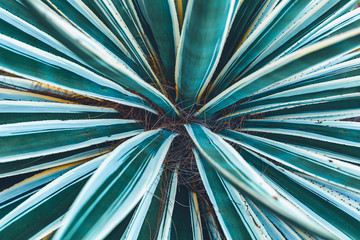 Fototapeta premium fresh green tropical leaves background pattern