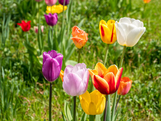 Feld mit Tulpen im Frühling