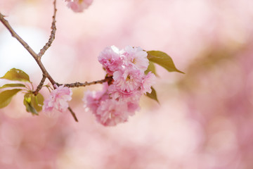 Beautiful cherry blossom sakura in spring time