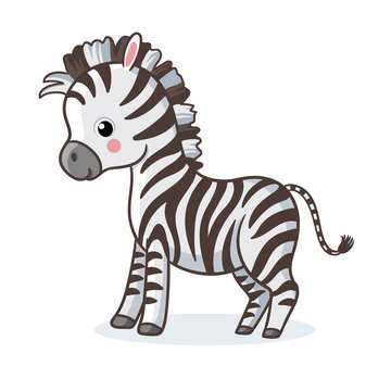 Zebra is standing on a white background and smiling.