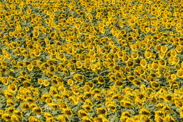 Landscape / Sunflowers