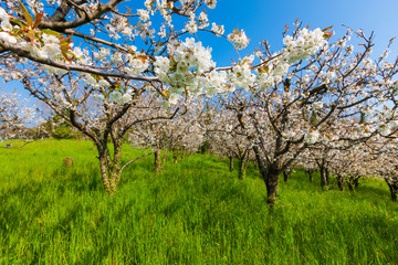 Landscape / Spring on the Asolani hills