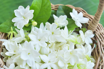 Fresh Jasmine flower in the basketry basket. Jasmine flower is the flower used in cosmestic industrial, rituals, religious ceremonies, adore the buddha and the symbol for Thai mother's day 