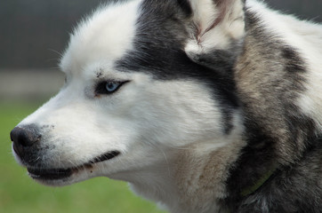 Siberian Husky Close Up with Mouth Closed and Blue Eyes