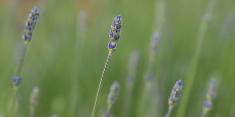 delicate blue lavender flowers blooming in summer field
