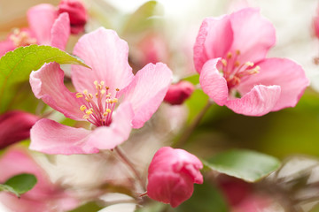 Fototapeta na wymiar pink tender sakura flowers