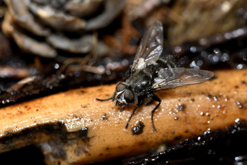 gray fly is drinking the juice