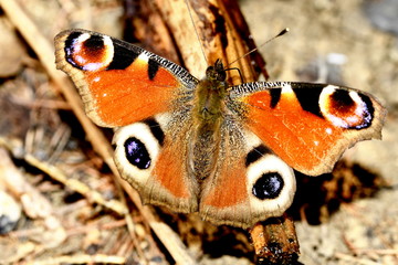 butterfly peacock eye on a branch