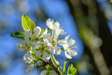 Blühender Baum im Frühling