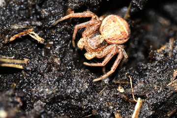 pink spider sits on the ground