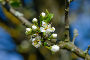 Blühender Baum im Frühling